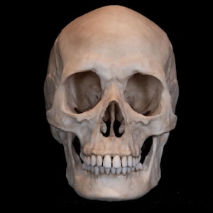 May include: A detailed, frontal view of a human skull against a black background. The skull is a light beige color, with visible teeth and eye sockets. The image is well-lit, highlighting the bone structure.