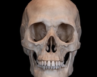 Life Size Human Female Skull Replica – Anatomical Model for Art, Medical, Forensic Study including FREE shipping.
