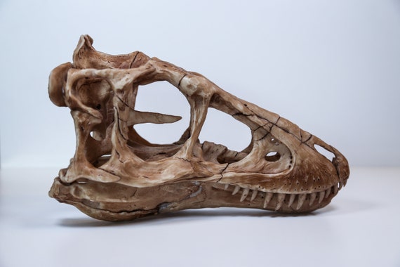ティラノサウルス・レックスの頭蓋骨レプリカ – 博物館級の恐竜化石