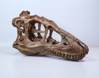 ティラノサウルス・レックスの頭蓋骨レプリカ – 博物館級の恐竜化石
