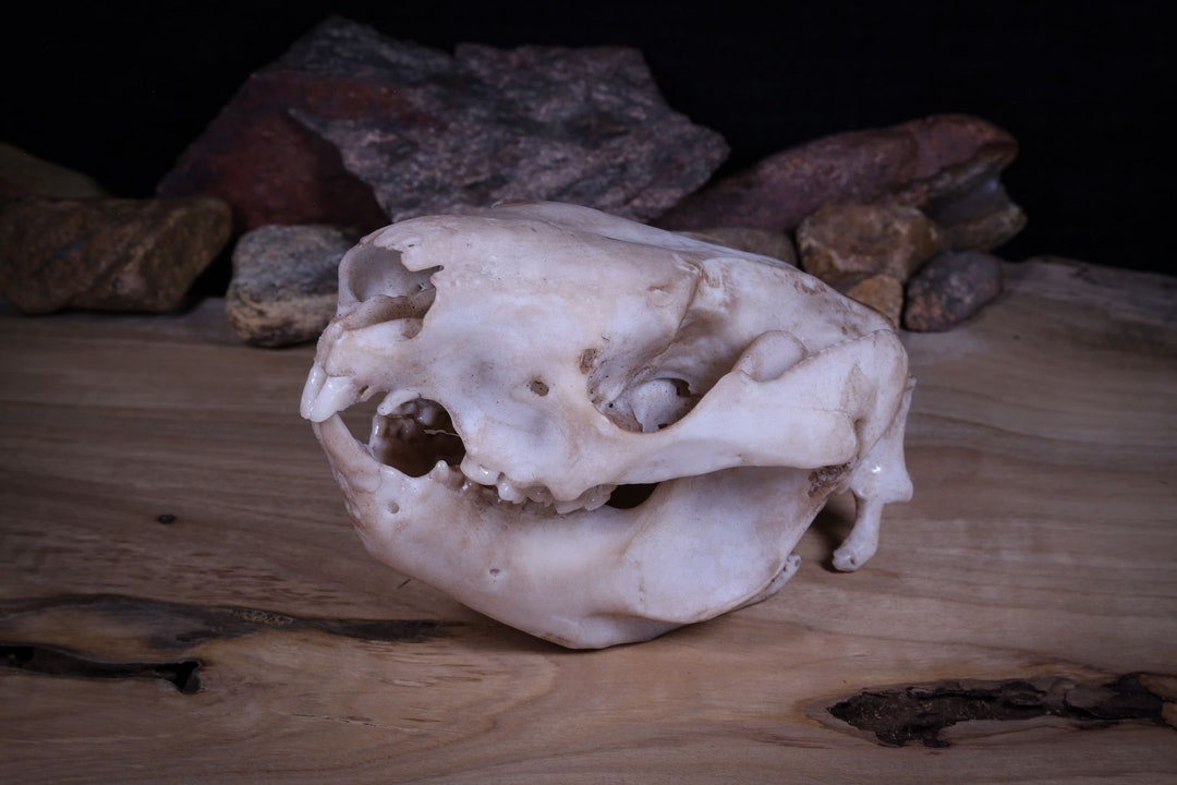 Koala Life Sized Skull-Replica - High Quality Piece - Free Shipping in Australia