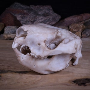 Koala Life Sized Skull-Replica - High Quality Piece - FREE world wide shipping!