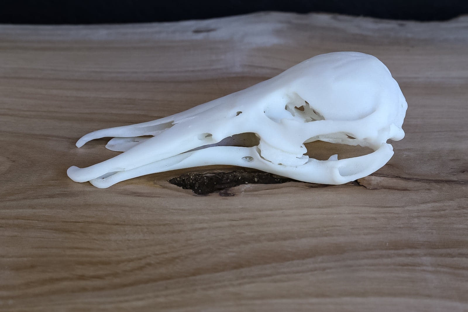 Platypus Life Sized Skull-replica High Quality Piece Free - Etsy