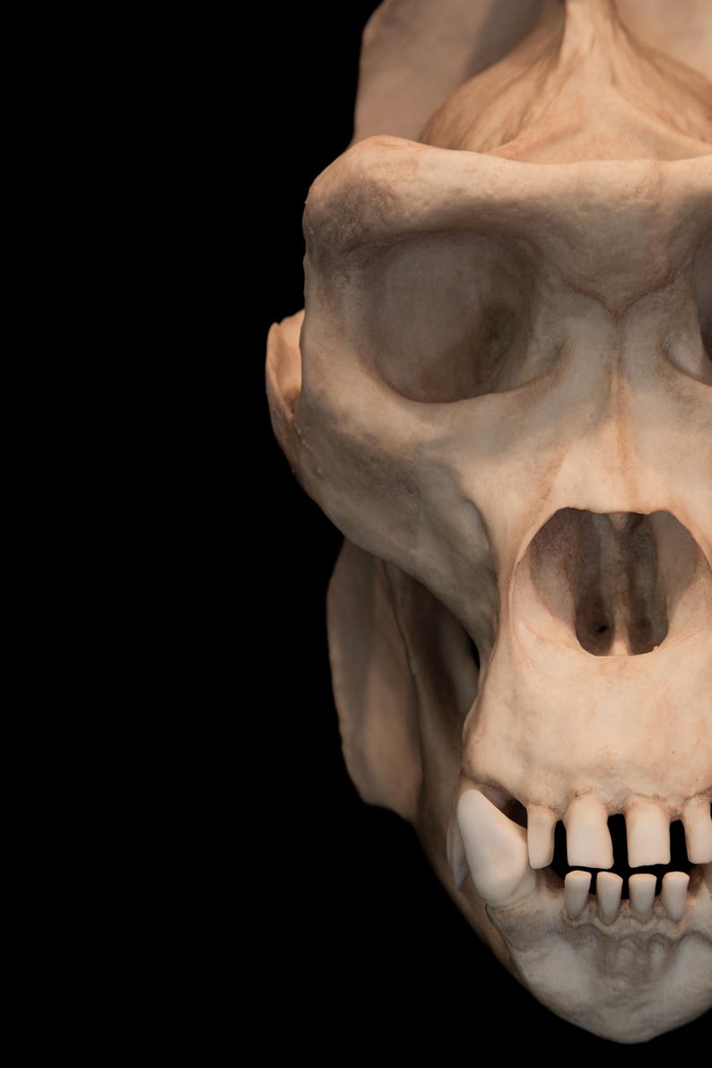 Gorilla Skull Replica – Life Size Primate Skull, Museum Quality Anatomy ...