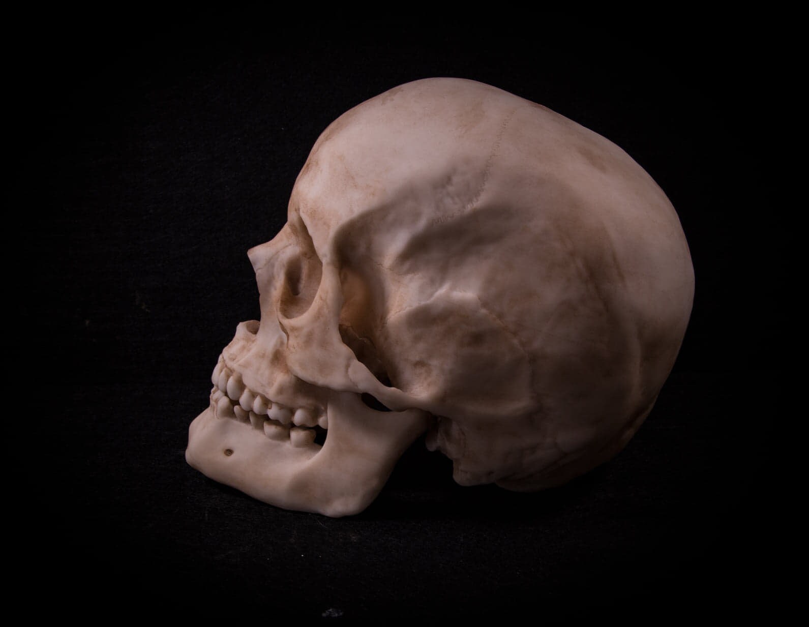 Revell 　レベル　human skull 人間の頭蓋骨模型キット 未組立 Revell レベル human skull 人間の頭蓋骨模型キット 未組立