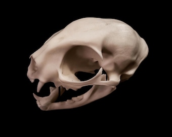 Domestic Cat Skull Replica – Anatomical Model, Hand Finished - FREE World Wide Shipping!