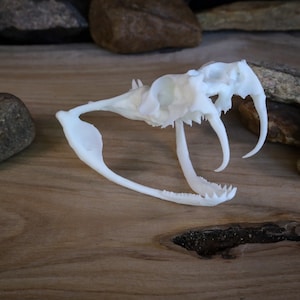 Gaboon Viper Skull - Replica - High Quality Piece - FREE delivery world wide!