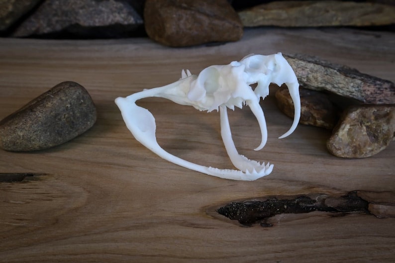 Gaboon Viper Skull Replica High Quality Piece Free Etsy