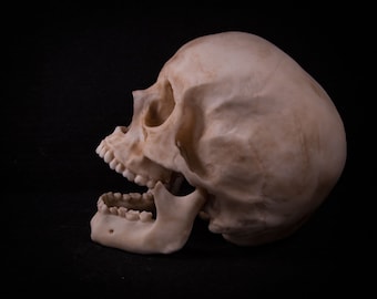 Human Skull - life sized Male adult -Replica - Resin Printed High Quality Piece - FREE delivery world wide!