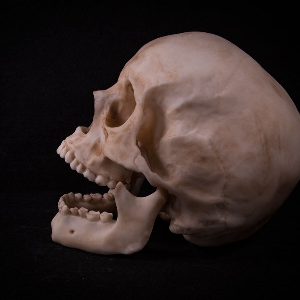 Crâne humain - Homme adulte grandeur nature - Réplique - Pièce imprimée en résine de haute qualité - Livraison GRATUITE dans le monde entier !