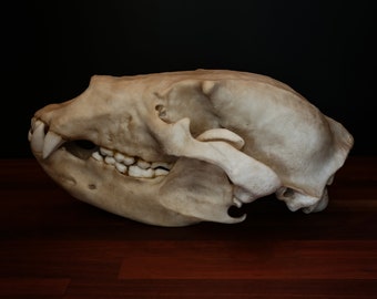 Grizzly Bear Skull - Full Sized Large Replica Skull - FREE world wide shipping.
