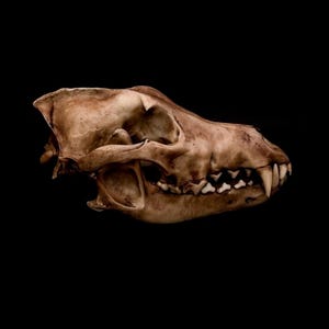 May include: A detailed side profile of a canine skull, set against a black backdrop. The skull is a light brown hue, showcasing visible teeth and intricate bone structure. The image emphasizes the natural form and texture of the skull.