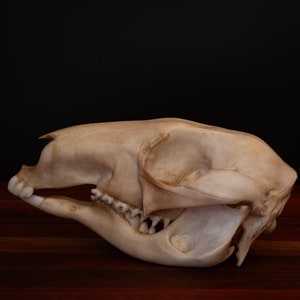 Kangaroo Skull-Replica - High Quality Piece - FREE delivery world wide!