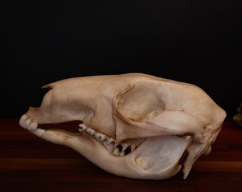 Life-Size Kangaroo Skull Replica – Anatomical Two-Part Model - FREE World Wide Shipping!