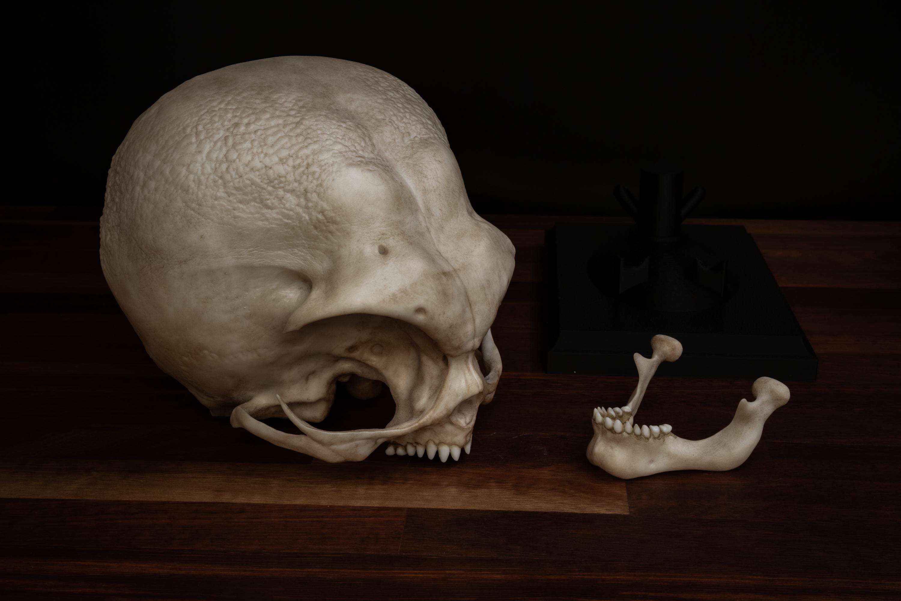 エイリアンの頭蓋骨 (グレーのエイリアン) - 実物大 - 非常に精巧な高