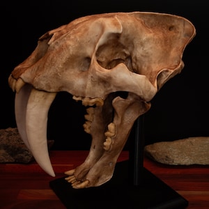 Réplica de crânio de tigre-dentes-de-sabre - Exibição de fóssil de Smilodon em tamanho real com base - Frete GRÁTIS para todo o mundo.