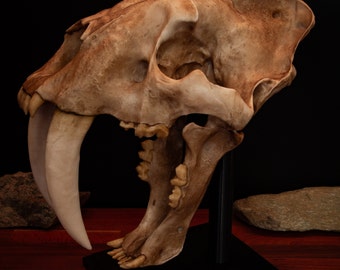 Säbelzahn Katzen Schädel Replik - Smilodon Lebensgröße Fossil Display mit Sockel - Weltweiter kostenloser Versand