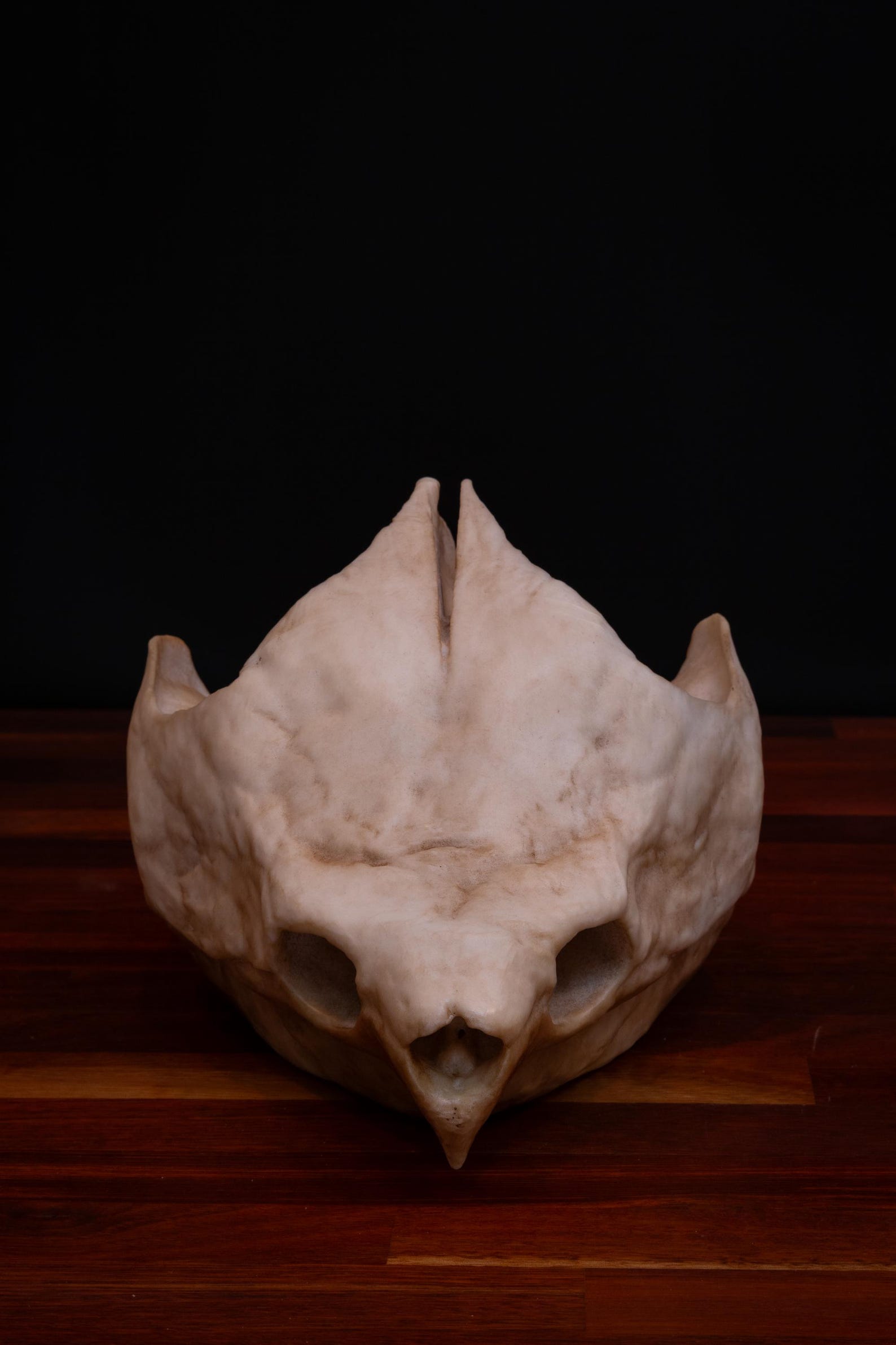Alligator Snapping Turtle Skull -replica - High Quality Piece - FREE ...