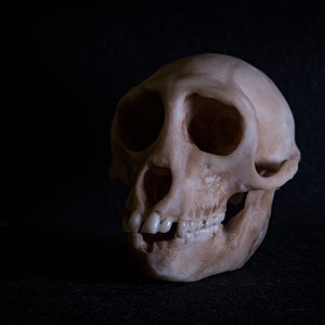 Resus Affen Schädel-Replik - Hochwertiges Stück - Gratis Versand