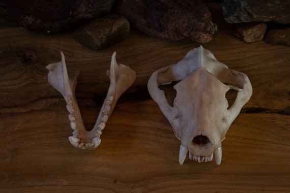 Tasmanian Devil Skull Replica – Life Size Anatomical Resin Model