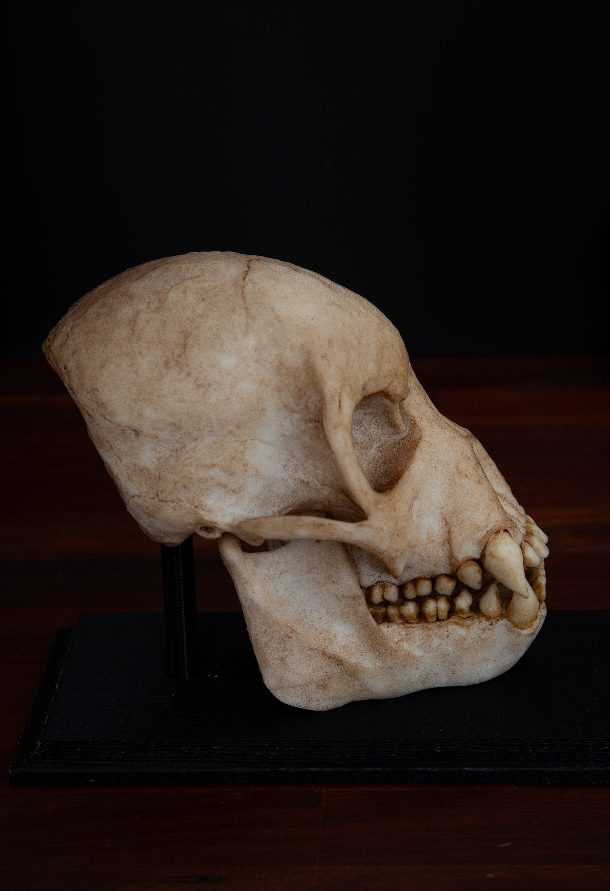 アフリカ便！高品質　ムナジロガラス 頭骨 ☆即納☆ アフリカ便！高品質 ムナジロガラス 頭骨 - 頭骨・骨格標本