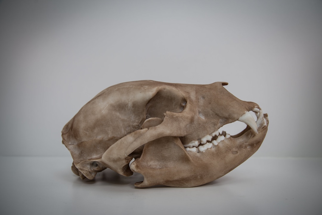 Black Bear Skull Life Sized Replica High Quality Piece FREE World