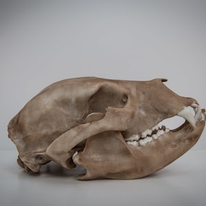 Black bear Skull - Life Sized Replica - High Quality Piece - FREE world wide shipping!