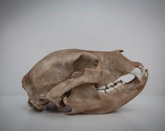 Black bear Skull - Life Sized Replica - Resin Printed High Quality Piece - FREE world wide shipping!