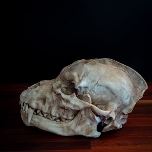 Werewolf Skull - life sized - super detailed - High Quality Piece - FREE shipping.