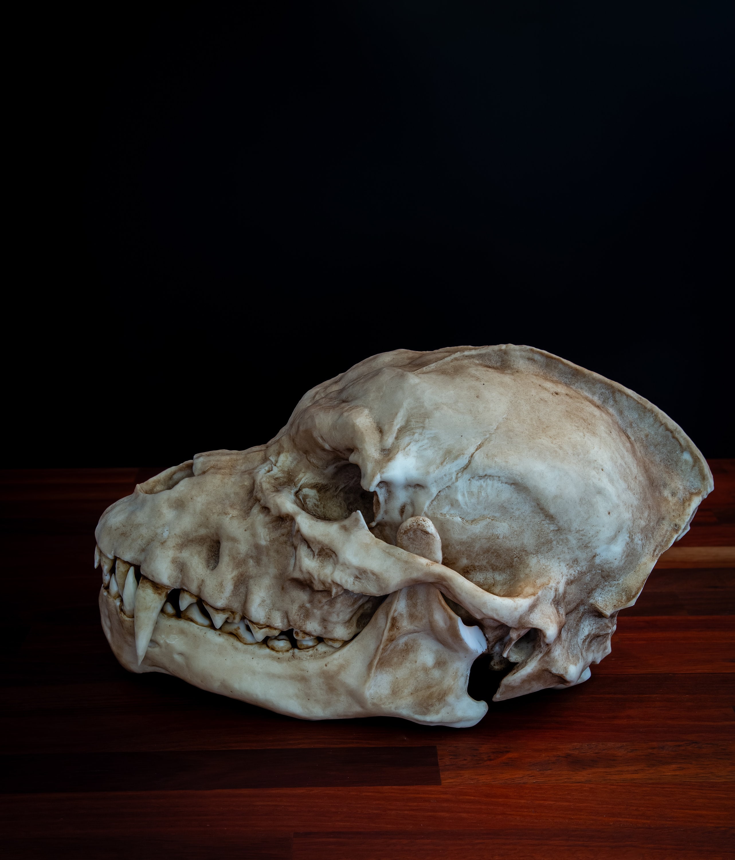 Werewolf Skull - Life Sized - Super Detailed - Resin Printed