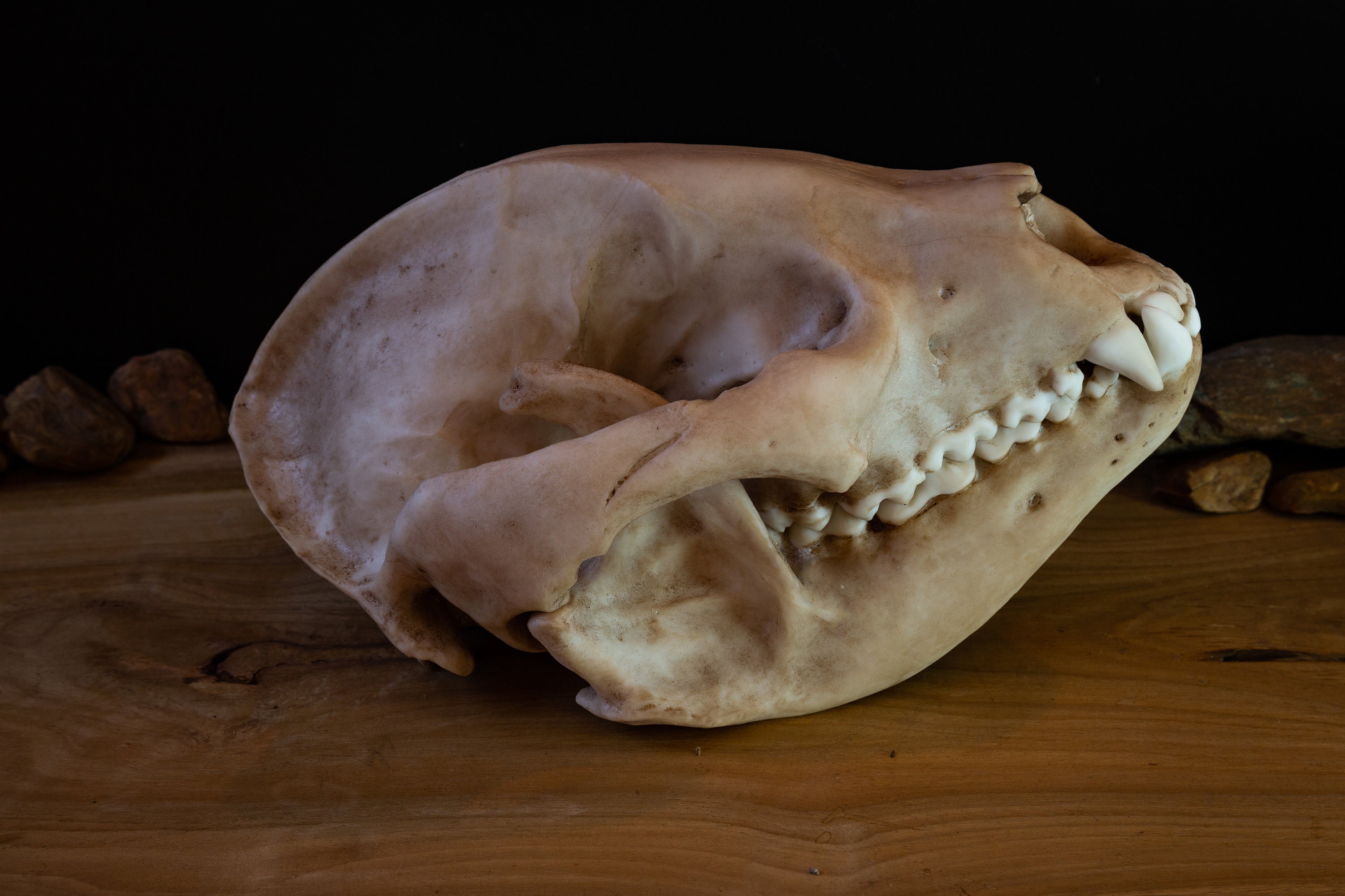 Giant Panda Skull Replica – Life-size Anatomical Model - FREE