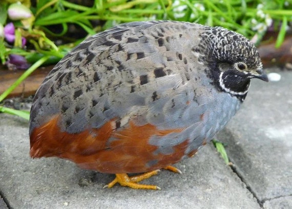 How To Raise Bobwhite Quail For Release Sciencing