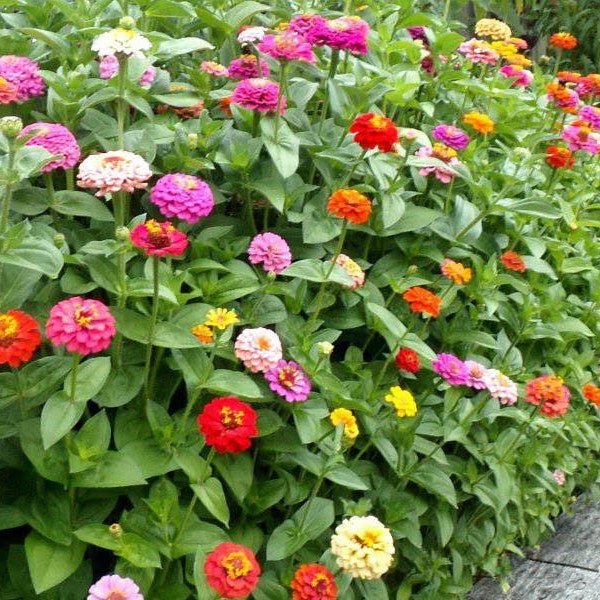 Heirloom Zinnia | California Giants | “Zinnia elegans” 50-200 seeds | FREE SHIPPING