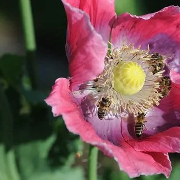 Heirloom Poppy | The Giant | Papaver Somniferum VAR. Giganteum 50-200 seeds| FREE GIFT