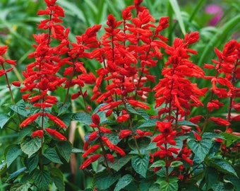 Heirloom Scarlet Sage | 20-100 Salvia Coccinea seeds | Hummingbird & Pollinator Magnet | FREE GIFT