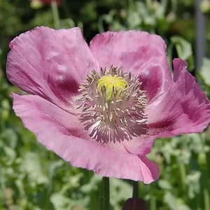 thumbnail interactive-video image 1 of 2500 Giant Rattle Poppy Seeds - Papaver Somniferum - Massive Heads & Giganteum Blooms 1 of 2