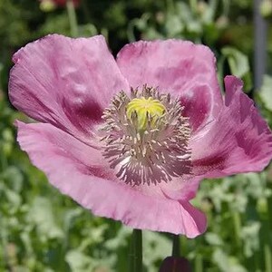 2500 Giant Rattle Poppy Seeds - Papaver Somniferum - Massive Heads & Giganteum Blooms