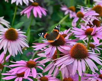 Heirloom Purple Coneflower | Echinacea | 50-100 Seeds | FREE GIFT