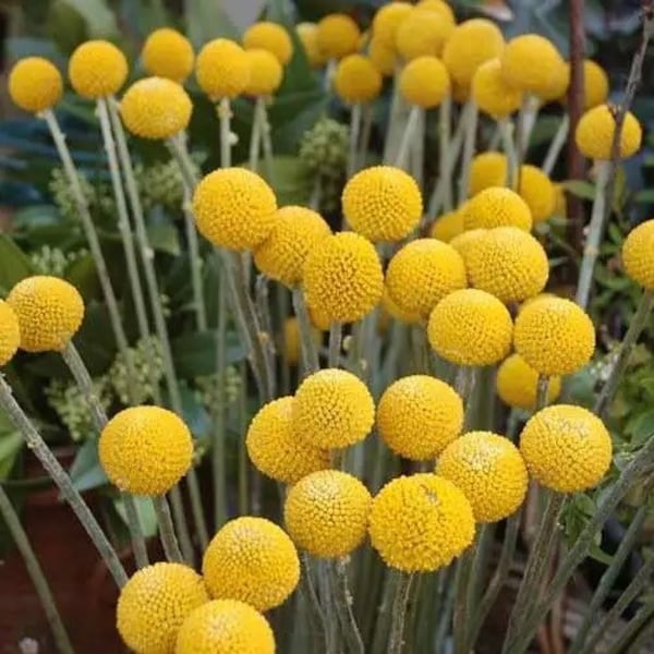 Heirloom Drumstick Flower | Craspedia Globosa 50-100 seeds | Billy Buttons | FREE GIFT