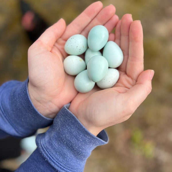 Quail Eggs | One Dozen Celadon Quail Eggs + EXTRAS