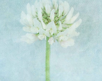 Blue White Floral Botanical Limited Edition Print