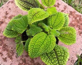 Moon Valley Pilea Etsy