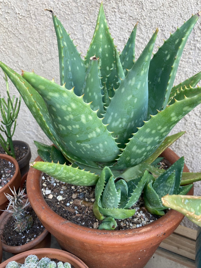 Aloe Maculata Zebra Aloe Plant Etsy