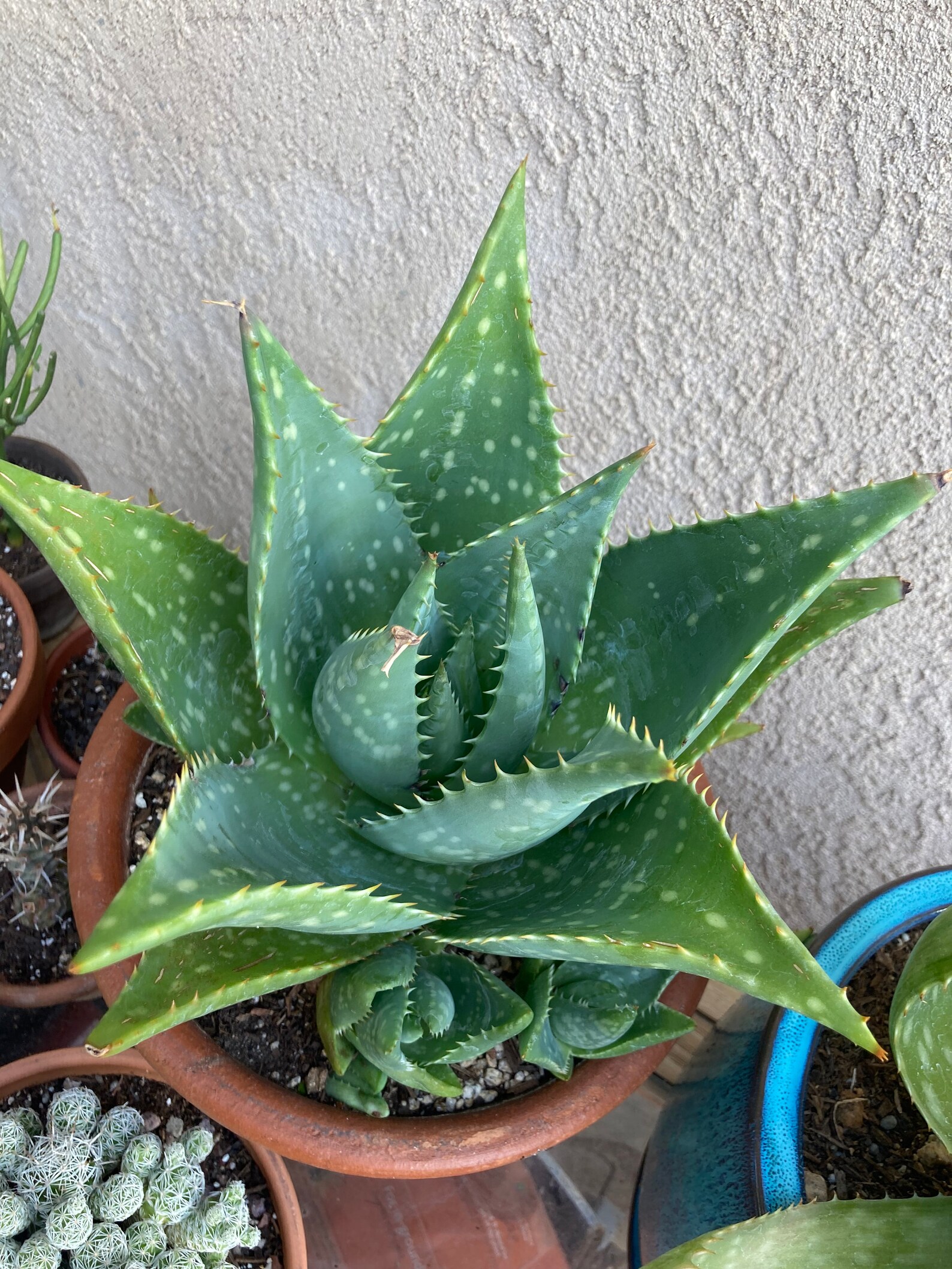 zebra aloe zebra aloe