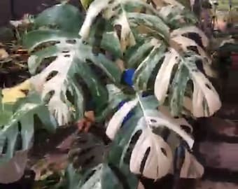 Monstera White Tiger Variegata, plantas grandes