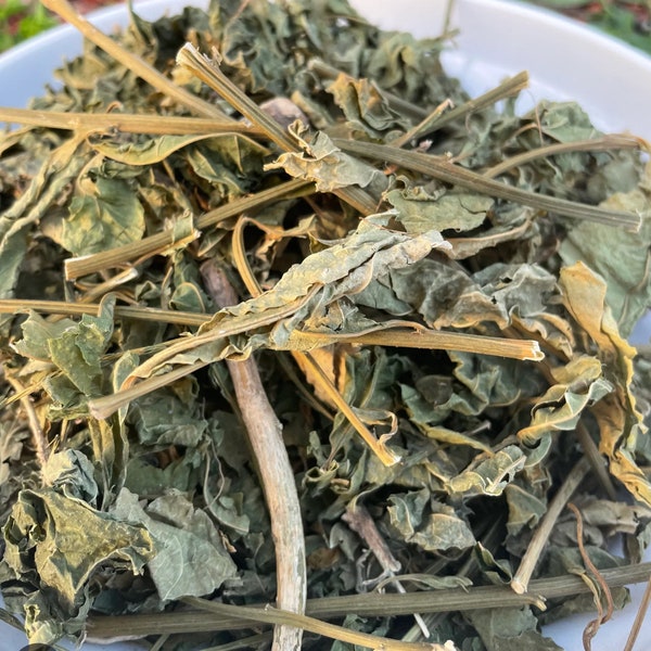 Jamaican Guinea  Hen Weed ( Anamu )