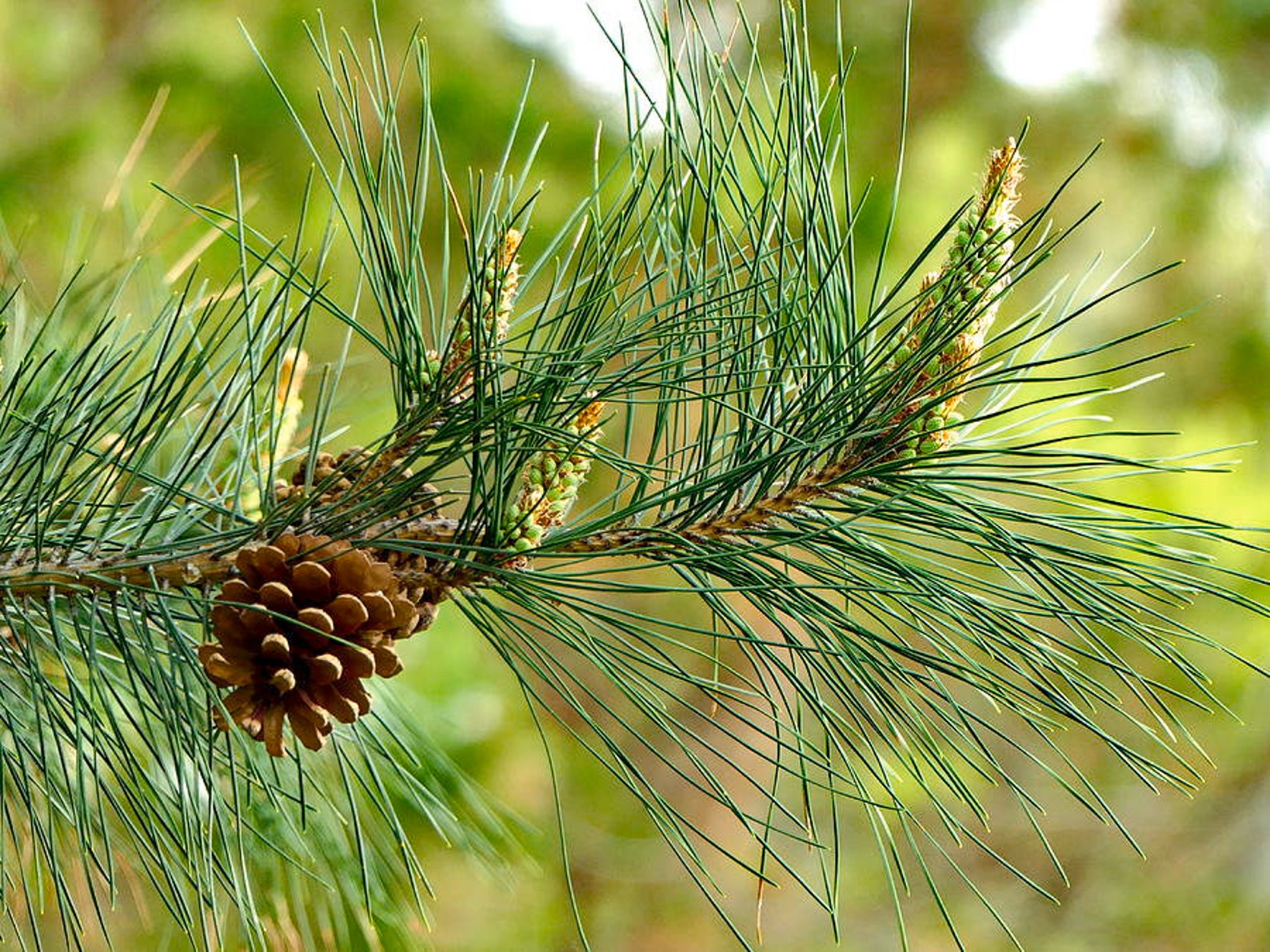 Fresh MN ORGANIC Eastern White Pine Needles Etsy