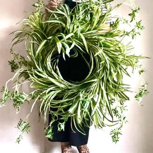 May include: A large, circular wreath made of green and white spider plants. The wreath is held up against a white wall. The plant has long, slender leaves with a variegated pattern. The overall look is fresh and natural.