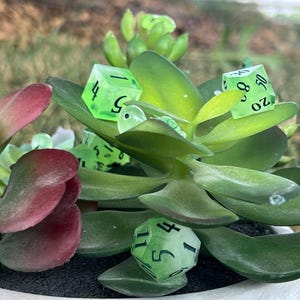 May include: A collection of green, translucent dice with black numbers, resting on a succulent plant. The dice are a d4, a d6, a d20, and a d12.