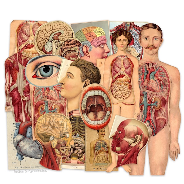 Vintage Human Anatomy Medical Paper Die Cuts Stickers, Vintage Anatomy Diagrams Paper Cut Outs High-Quality Laser Reproductions Scrapbooking